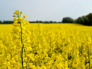 oilseed_rape